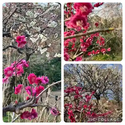 本土寺(千葉県)