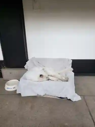 愛宕神社の動物