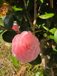 沙沙貴神社の御朱印 2026年03月23日(月)〜(2026年03月23日(月) 08時59分44秒投稿)