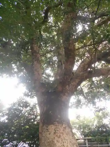 正一位稲荷大明神（築山稲荷社）の自然