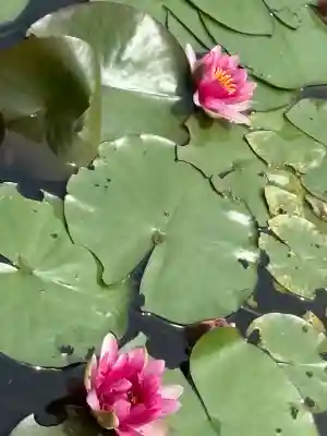 賀茂神社の{uncategorized: "未分類", other: "その他", undefined: "問題あり", building: "その他建物", grave: "お墓", sacred_gate: "鳥居", guardian: "狛犬", statue: "像", buddha: "仏像", history: "歴史", nature: "自然", garden: "庭園", animal: "動物", pagoda: "塔", temizu: "手水舎", mountain_gate: "山門・神門", sanctuary: "本殿・本堂", subordinate: "末社・摂社", art: "芸術", scenery: "景色", jizo: "地蔵", ema: "絵馬", goshuin: "御朱印", omikuji: "おみくじ", items: "授与品その他", amulet: "お守り", goshuincho: "御朱印帳", eats: "食事", festival: "お祭り", votive_dance: "神楽", shichigosan: "七五三参", wedding: "結婚式", experience: "体験その他", initially: "初詣", around: "周辺", anti_infection: "感染症対策"}