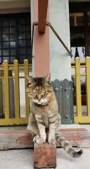 白髭神社の動物