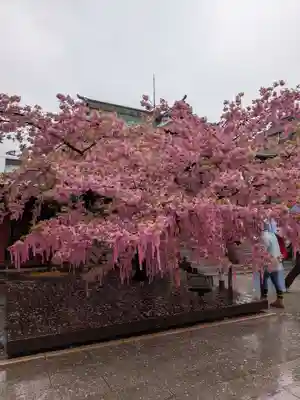 桜神宮(東京都)