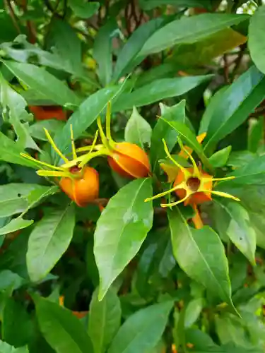 鷺宮八幡神社の自然