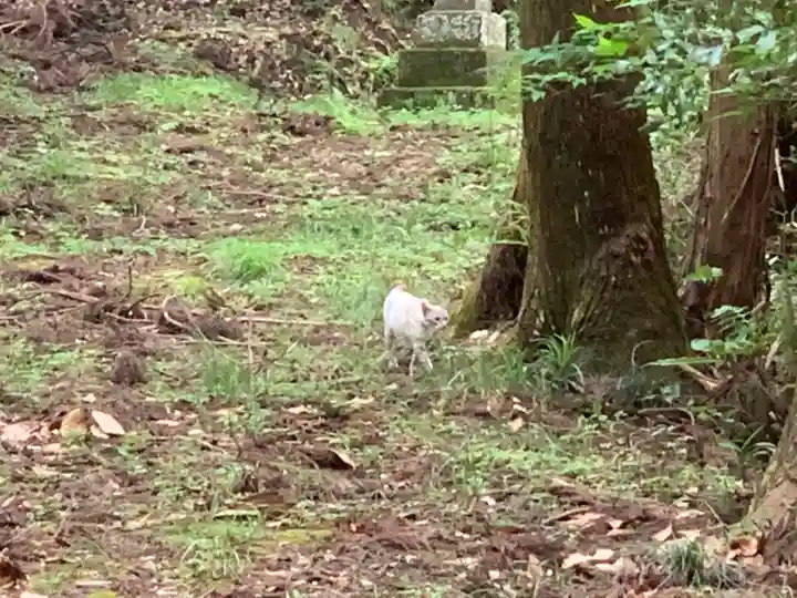 諏訪神社の動物