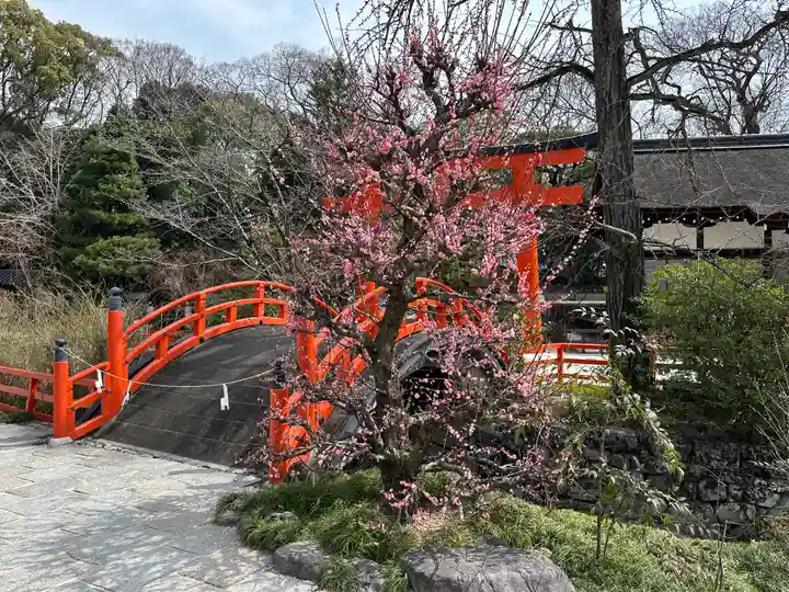 賀茂御祖神社(下鴨神社)の自然