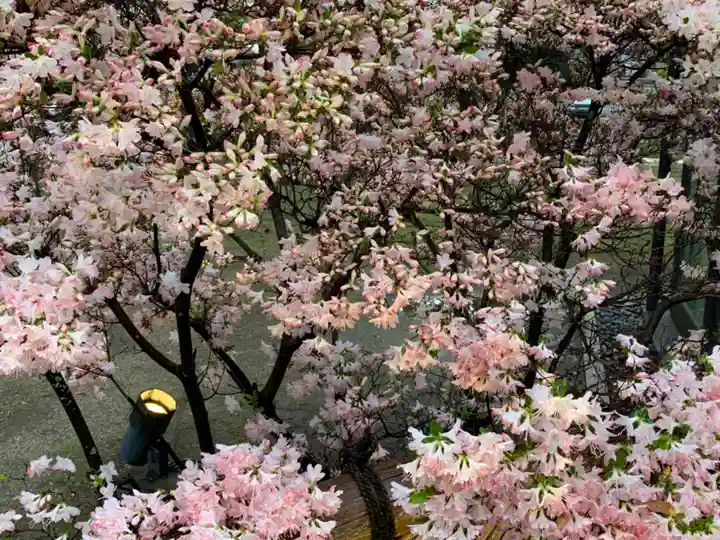 東寺(教王護国寺)の自然