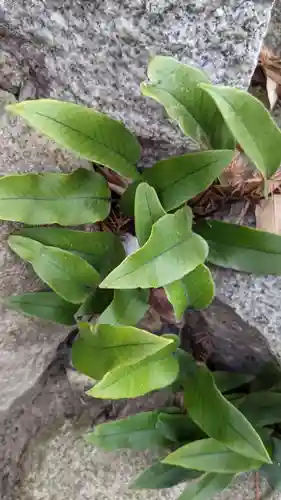 清洲山王宮　日吉神社の自然