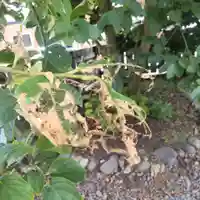 七重浜海津見神社(北海道)