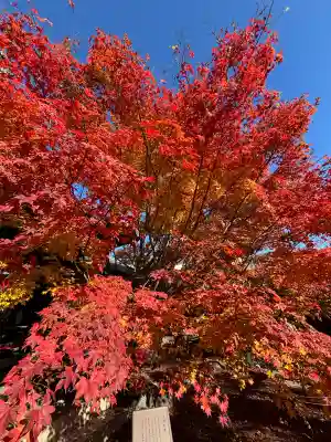 勝林寺(京都府)