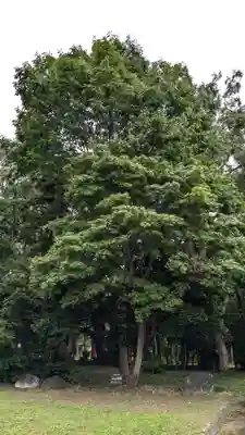 深川神社の自然