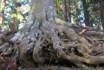 白山比咩神社の自然