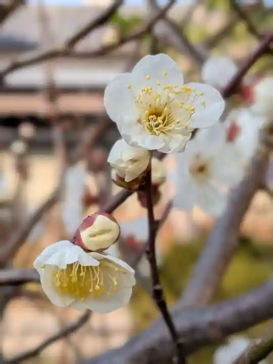 本郷氷川神社(東京都)