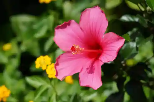豊景神社の自然