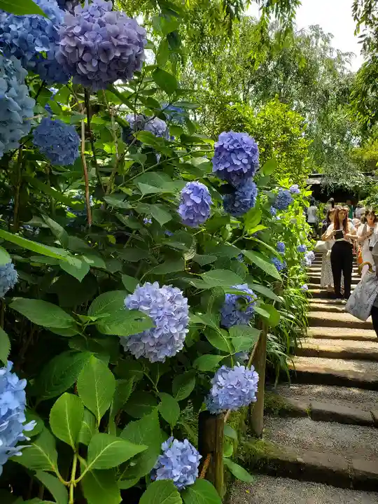 明月院(神奈川県)