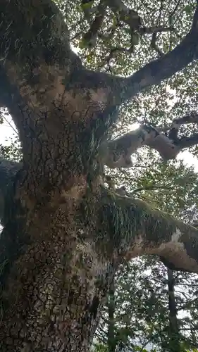 鶴崎神社の自然