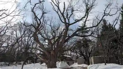 相馬神社の自然