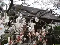 極楽寺(霊鷲山感應院極楽律寺)の自然