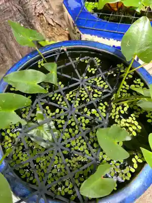 髙帝龍王龍神社（白山宮末社）(愛知県)