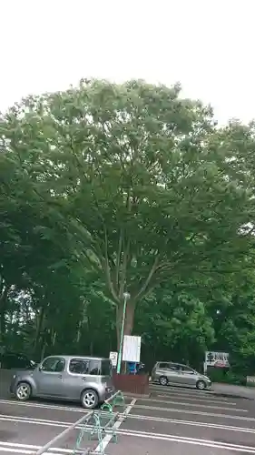 岩槻久伊豆神社の自然