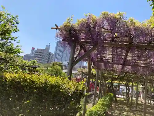 亀戸天神社の自然