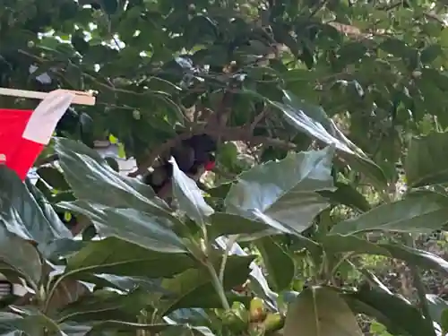 八雲神社（鎌倉・大町）の自然