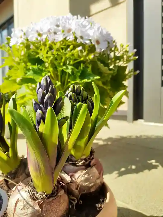 伏木香取神社の庭園