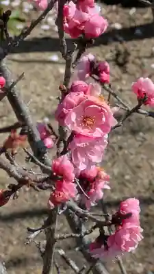 隨心院(随心院)(京都府)