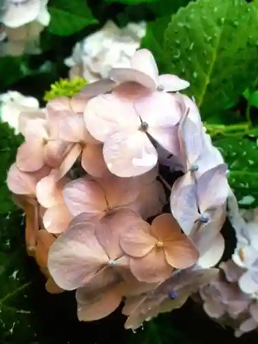 赤坂氷川神社(東京都)