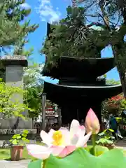 信濃國分寺の塔