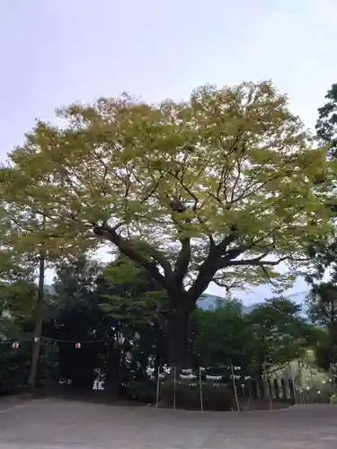 河内阿蘇神社の自然