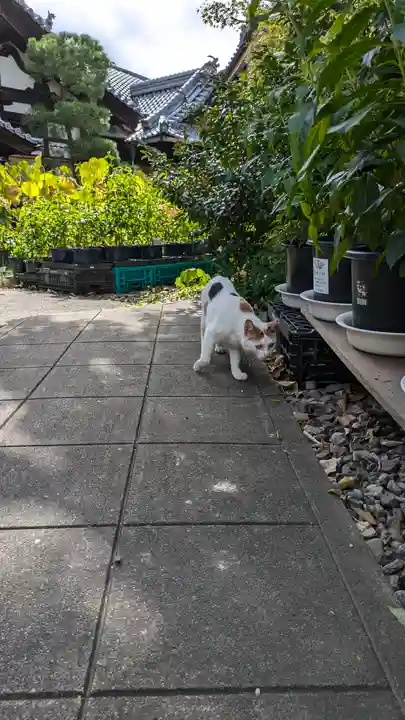 行願寺(革堂)(京都府)