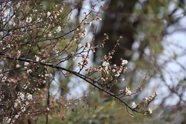 阿久津「田村神社」(郡山市阿久津町)旧社名:伊豆箱根三嶋三社の自然