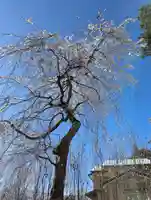 達谷窟毘沙門堂(岩手県)