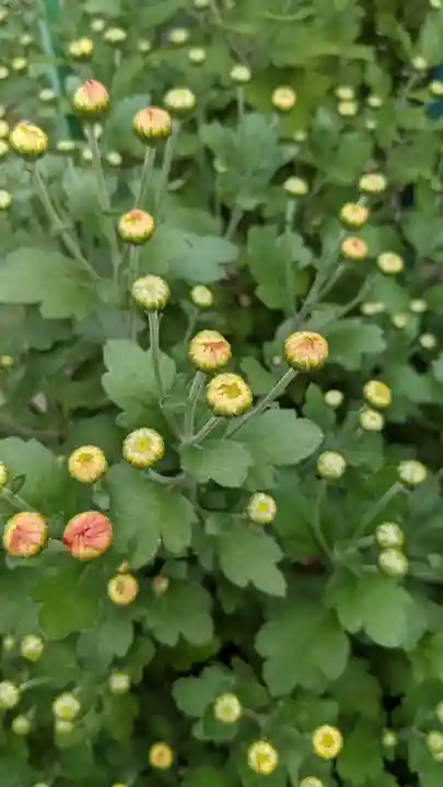 八幡社(大秋八幡社)の自然