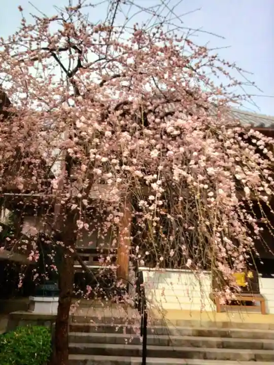 妙法寺(東京都)