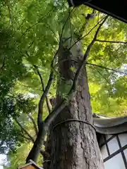 川越氷川神社(埼玉県)