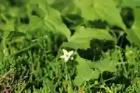 鹿島大神宮の自然
