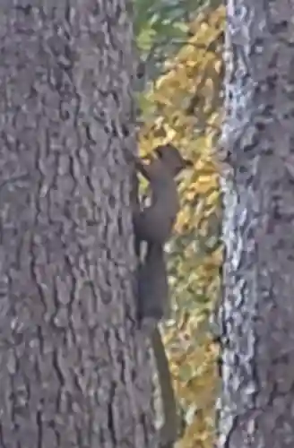 八幡神社の動物