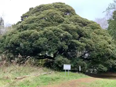 小鷹神社(千葉県)