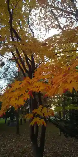 上川神社頓宮の自然