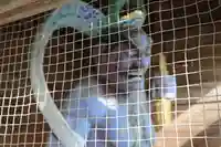 大祥寺(岩手県)