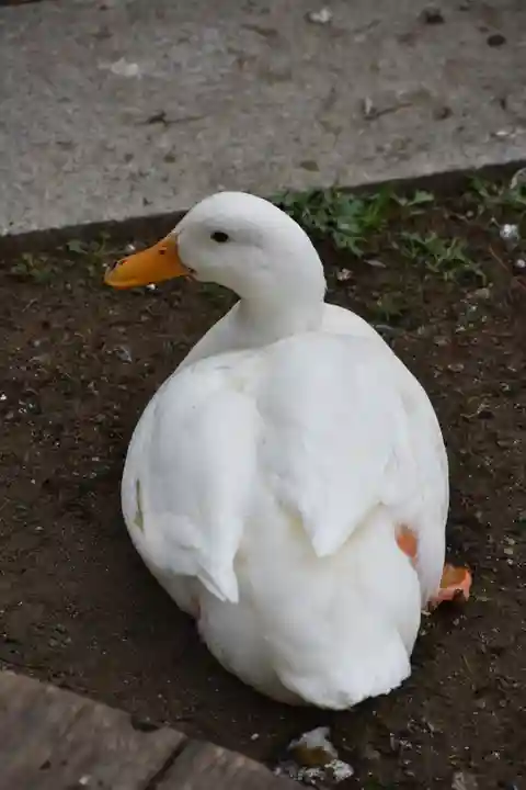 平塚八幡宮の動物