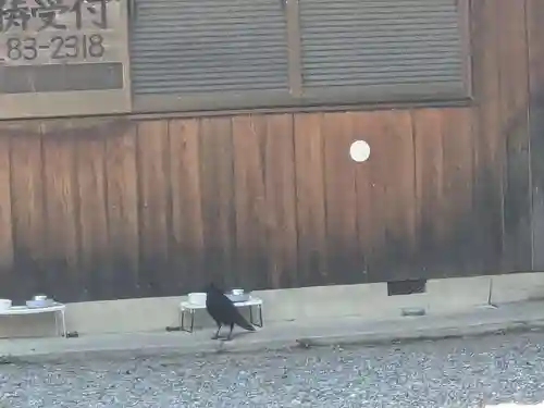 八幡社（柏井町）の動物