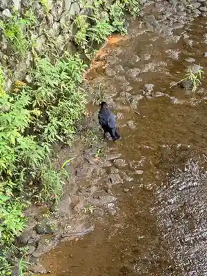 大垣八幡神社(岐阜県)