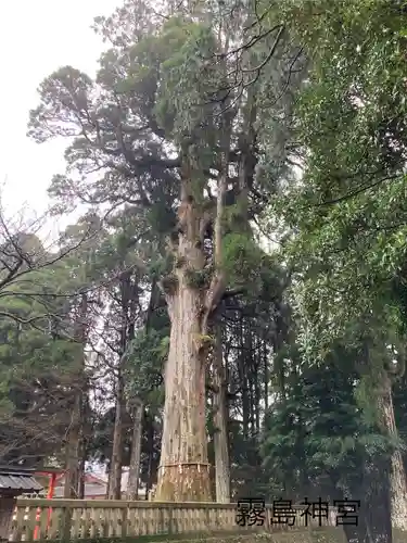 霧島神宮(鹿児島県)