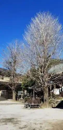 白髭神社の自然
