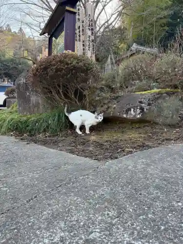 西円寺の{uncategorized: "未分類", other: "その他", undefined: "問題あり", building: "その他建物", grave: "お墓", sacred_gate: "鳥居", guardian: "狛犬", statue: "像", buddha: "仏像", history: "歴史", nature: "自然", garden: "庭園", animal: "動物", pagoda: "塔", temizu: "手水舎", mountain_gate: "山門・神門", sanctuary: "本殿・本堂", subordinate: "末社・摂社", art: "芸術", scenery: "景色", jizo: "地蔵", ema: "絵馬", goshuin: "御朱印", omikuji: "おみくじ", items: "授与品その他", amulet: "お守り", goshuincho: "御朱印帳", eats: "食事", festival: "お祭り", votive_dance: "神楽", shichigosan: "七五三参", wedding: "結婚式", experience: "体験その他", initially: "初詣", around: "周辺", anti_infection: "感染症対策"}
