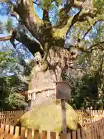 熱田神宮の自然