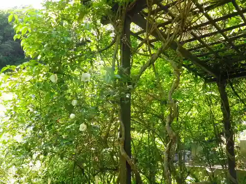 黄梅院（円覚寺塔頭）の自然